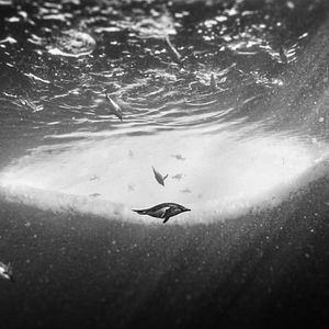 Bilder Rückkehr zum Land der Pinguine