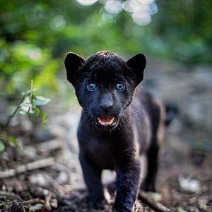 Bilder Ella und der schwarze Jaguar