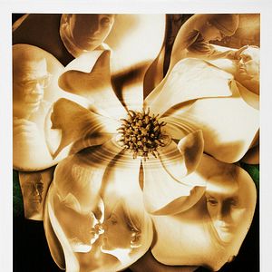 Bilder Magnolia