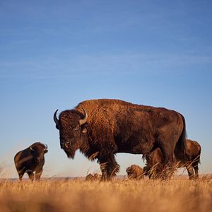 Bilder Butcher's Crossing