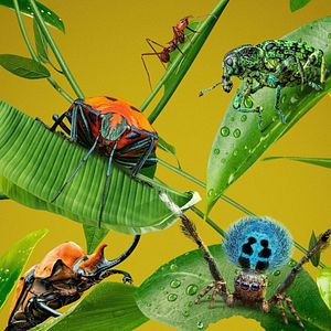 Bilder Das echte große Krabbeln