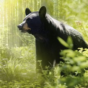 Bilder Islands: Die wilden Labore der Natur