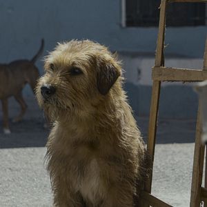 Bilder Arthur der Große