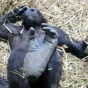 Bilder Der unsichtbare Zoo