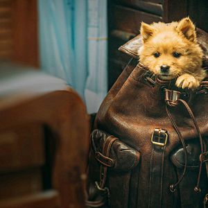 Bilder Hachiko - Eine Freundschaft für die Ewigkeit