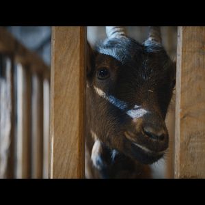 Bilder Les Chèvres !