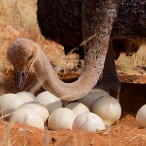 Bilder Die Sprache der Erde