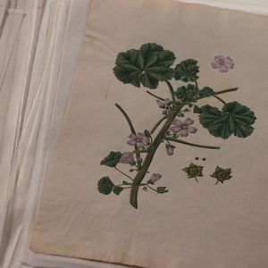 Bilder Ihre ergebenste Fräulein