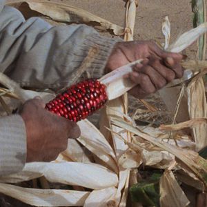 Bilder Techqua Ikachi, Land – mein Leben