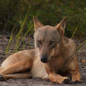 Bilder Im Land der Wölfe