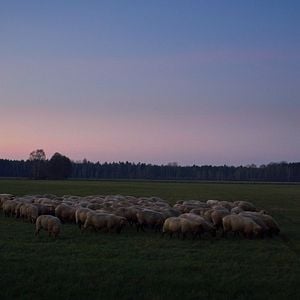 Bilder Im Land der Wölfe