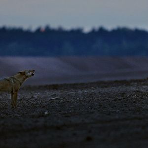 Bilder Im Land der Wölfe