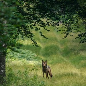 Bilder Im Land der Wölfe