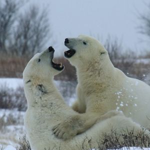 Bilder Unsere lebende Welt