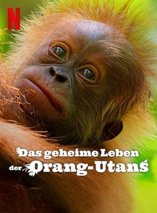  Das geheime Leben der Orang-Utans