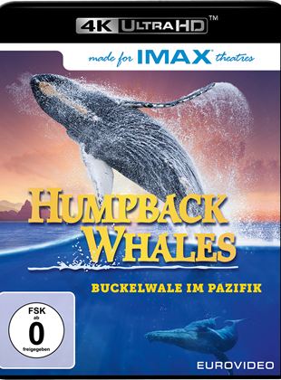  Humpback Whales - Buckelwale im Pazifik
