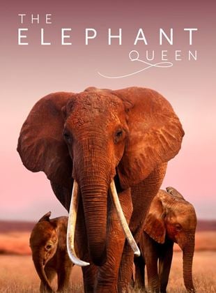  Die Elefantenmutter