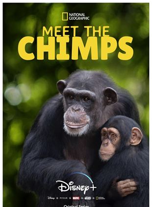 Triff die Schimpansen