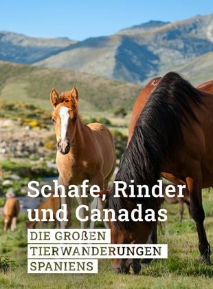 Schafe, Rinder und Canadas - Die großen Tierwanderungen Spaniens