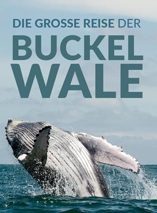 Die große Reise der Buckelwale