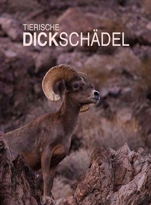 Tierische Dickschädel