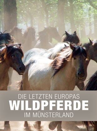 Die letzten Europas - Wildpferde im Münsterland