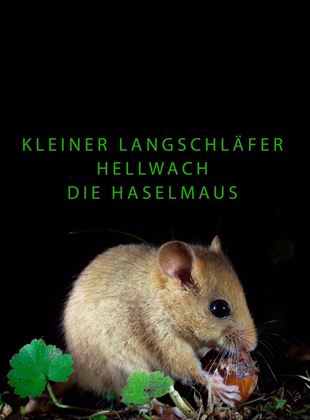 Kleiner Langschläfer hellwach - Die Haselmaus