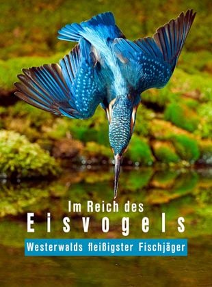 Im Reich des Eisvogels - Westerwalds fleißigster Fischjäger