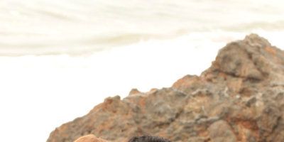 Poster der Serie Loyalty