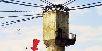 Poster der Serie Pilot - Bandy Dog Red