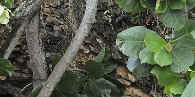 Poster der Serie Mai ho'oni I ka wai lana málie