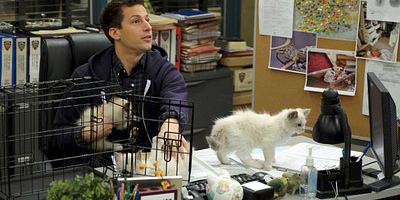 Poster der Serie Terry Kitties