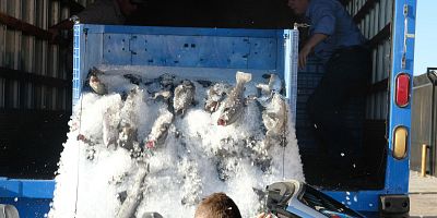 Poster der Serie What the Puck