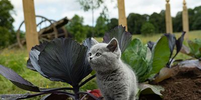 Poster der Serie Ewige Anbetung