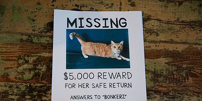 Poster der Serie The Cat's Out