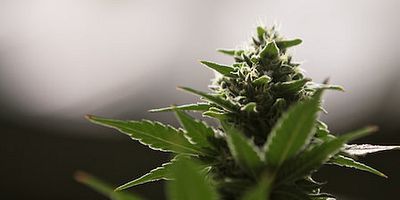 Poster der Serie Außerirdisches Leben