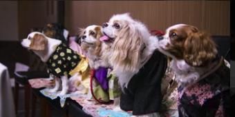 Poster der Serie Scissors Down