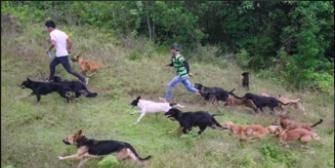 Poster der Serie Territorio De Zaguates