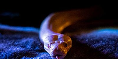 Poster der Serie The High Priestess