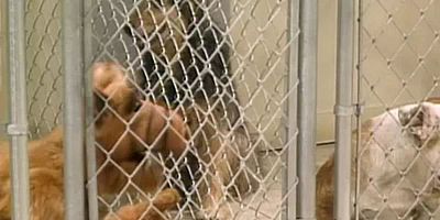 Poster der Serie Katzenjammer