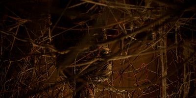 Poster der Serie Telarañas