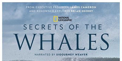 Poster der Serie Orca Dynasty