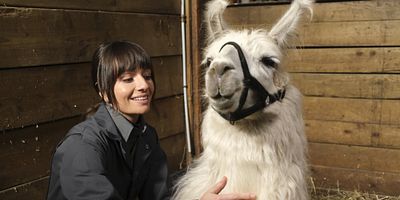 Poster der Serie Skunks and Llamas