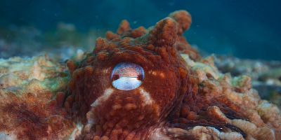 Poster der Serie The Gray Whale