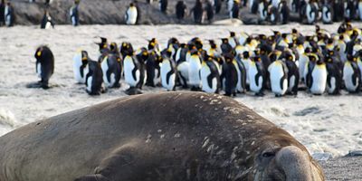 Poster der Serie The Giant Otter