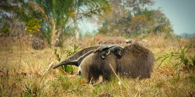 Poster der Serie The Elephant Seal