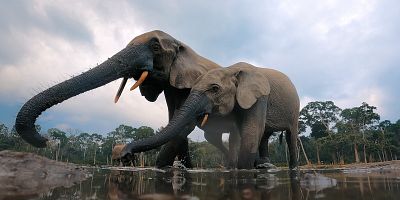 Poster der Serie The Gorilla