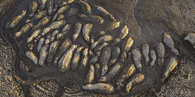 Poster der Serie The Hippo