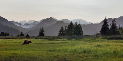 Poster der Serie The Brown Bear