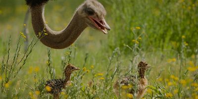 Poster der Serie The Ostrich